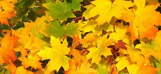 Season Fall Leaves