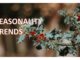 Seasonality-Holly