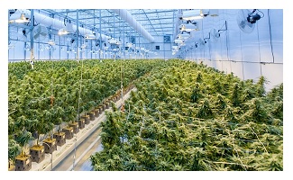 Cannabis greenhouse