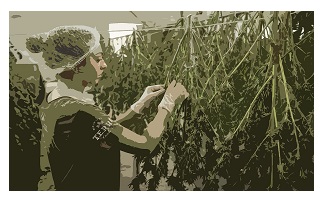 Cannabis Stock Update